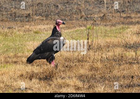 Red - Kopf oder asiatischen König Geier, Sarcogips calvus direkt vor Chitwan Nationalpark, Nepal Stockfoto