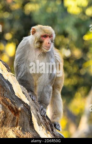 Rhesus Macaque, Macaca mulatta, Erwachsener Männchen im Wald in Pashupatinath, Kathmandu, Nepal Stockfoto