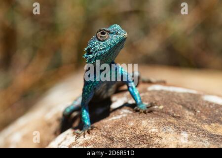 Südliche Kap Agama Lizard auf Felsen im Jonkershoek Naturschutzgebiet, Stellenbosch Stockfoto