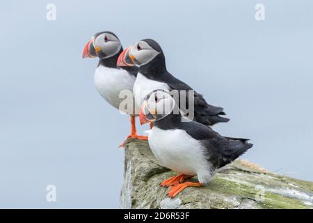Atlantischer Papageientaucher (Fraterkula arctica) in einem Papageientaucher auf Mykines, Teil der Färöer-Inseln im Nordatlantik, Dänemark, Nordeuropa Stockfoto