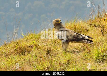 Steppenadler, Aquila nipalensis, Juvenile südlich der Annapurna Berge, Nepal Stockfoto