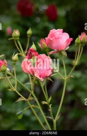 Wachsende schöne rosa Rosen, mit Tau bedeckt. Bush mit lila Rosen im Garten Stockfoto