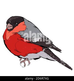 Bullfinch Vogel Vektor Zeichnung Stock Vektor