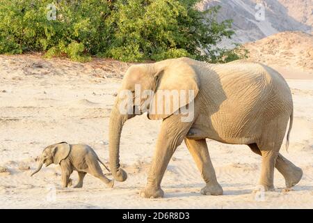 Afrikanischer Elefant (Loxodonta africana), Wüste - angepasst auf die Elefanten Mutter mit Kalb, Wandern im trockenen Flussbett, Hoanib Wüste, Kaokoveld, Namibia. Stockfoto