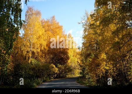 Indian Summer - ein Asphaltweg in einem Stadtpark zwischen Bäumen mit hellgelben und orangefarbenen Laub. Herbsthintergrund. Stockfoto