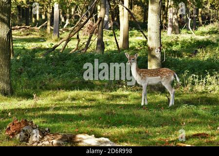 Fahlow Deer in Attingham Park, Shropshire. Stockfoto