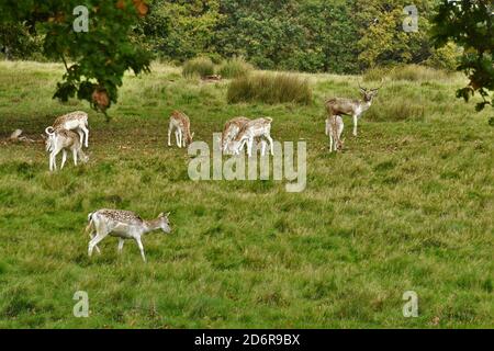 Fahlow Deer in Attingham Park, Shropshire. Stockfoto