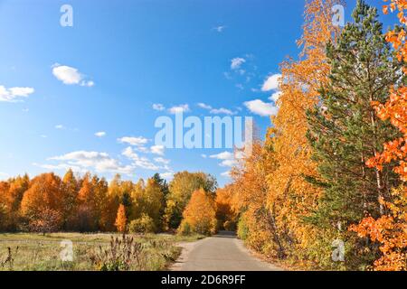 Indian Summer - ein Asphaltweg in einem Stadtpark zwischen Bäumen mit hellgelben und orangefarbenen Laub. Herbsthintergrund. Stockfoto