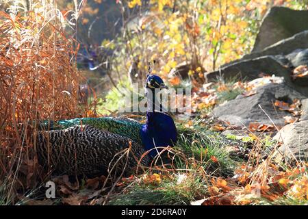 der pfau ruht auf freiem Feld Stockfoto