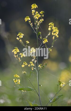 Die Senfpflanze ist eine Pflanzenart in den Gattungen Brassica und Sinapis in der Familie Brassicaceae. Senfkörner werden als Gewürz verwendet Stockfoto