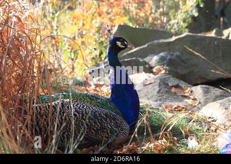 der pfau ruht auf freiem Feld Stockfoto