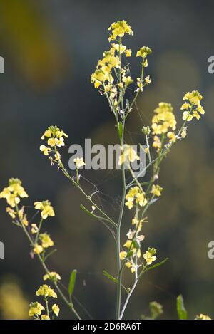 Die Senfpflanze ist eine Pflanzenart in den Gattungen Brassica und Sinapis in der Familie Brassicaceae. Senfkörner werden als Gewürz verwendet Stockfoto