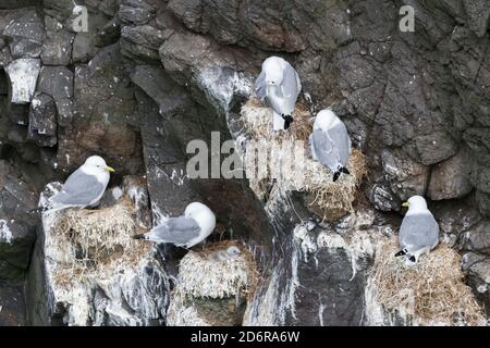 Schwarzbeiner-Dreizehenmöwe (Rissa tridactyla), Kolonie in den Klippen der Insel Mykines, Teil der Färöer-Inseln im Nordatlantik. Europa, Northe Stockfoto