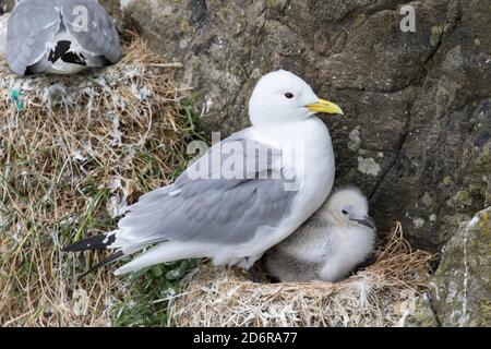 Schwarzbeiner-Dreizehenmöwe (Rissa tridactyla), Kolonie in den Klippen der Insel Mykines, Teil der Färöer-Inseln im Nordatlantik. Europa, Northe Stockfoto