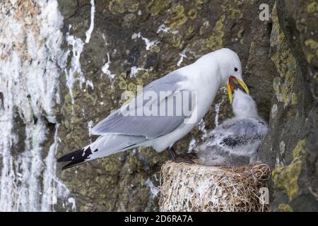 Schwarzbeiner-Dreizehenmöwe (Rissa tridactyla), Kolonie in den Klippen der Insel Mykines, Teil der Färöer-Inseln im Nordatlantik. Europa, Northe Stockfoto