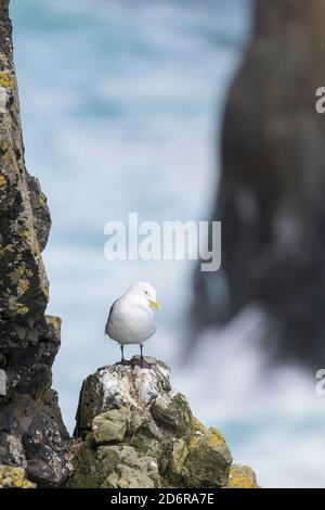 Schwarzbeiner-Dreizehenmöwe (Rissa tridactyla), Kolonie in den Klippen der Insel Mykines, Teil der Färöer-Inseln im Nordatlantik. Europa, Northe Stockfoto