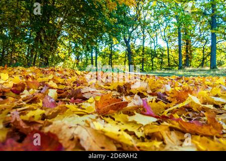 Herbstfarben von Bäumen in Perthshire, Schottland, Großbritannien Stockfoto