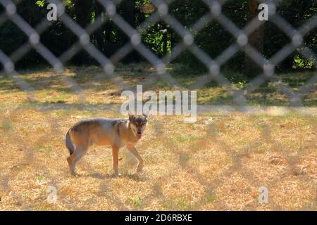 Wolf Hund hinter einem Zaun im Wildpark gesperrt In Silz/Pfalz in Deutschland Stockfoto