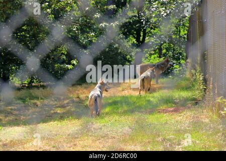 Wolf Hund hinter einem Zaun im Wildpark gesperrt In Silz/Pfalz in Deutschland Stockfoto