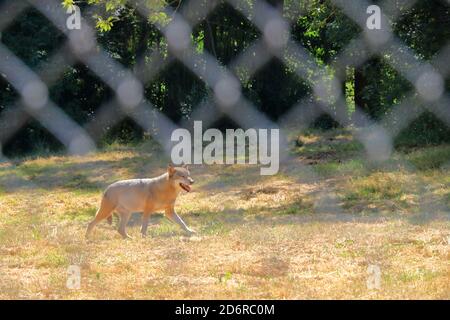 Wolf Hund hinter einem Zaun im Wildpark gesperrt In Silz/Pfalz in Deutschland Stockfoto