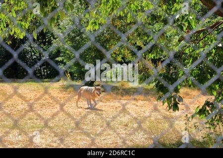 Wolf Hund hinter einem Zaun im Wildpark gesperrt In Silz/Pfalz in Deutschland Stockfoto