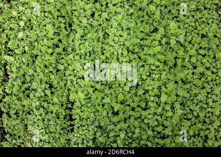 Grüne Gemüsesprossen in den Beeten im Gewächshaus. Grüne Sämlinge Hintergrund. Stockfoto