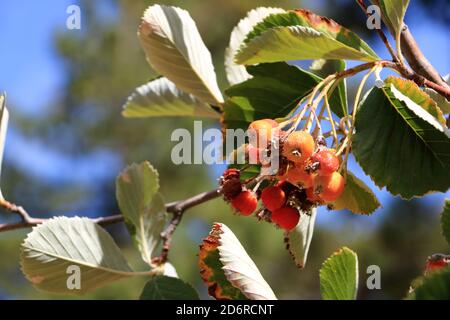 Nahansicht des Traubenhaufens der Beeren des Greak-Weißbeam (Sorbus graeca) Stockfoto