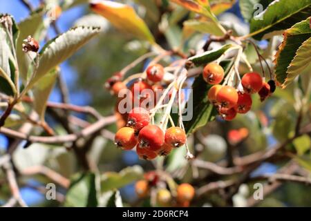Nahansicht des Traubenhaufens der Beeren des Greak-Weißbeam (Sorbus graeca) Stockfoto