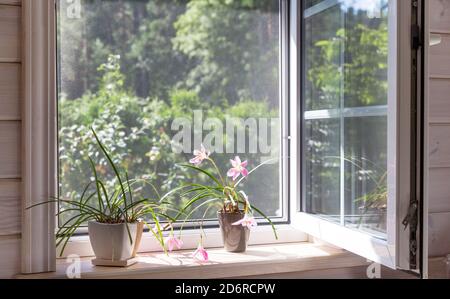 Weißes Fenster mit Moskitonetz in einem rustikalen Holzhaus mit Blick auf den Garten. Zimmerpflanzen und eine Gießkanne auf der Fensterbank. Stockfoto