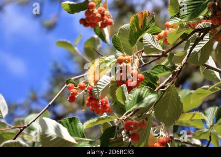 Nahansicht des Traubenhaufens der Beeren des Greak-Weißbeam (Sorbus graeca) Stockfoto