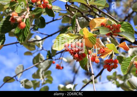 Nahansicht des Traubenhaufens der Beeren des Greak-Weißbeam (Sorbus graeca) Stockfoto