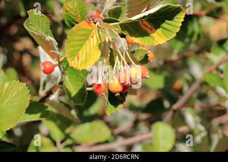 Nahansicht des Traubenhaufens der Beeren des Greak-Weißbeam (Sorbus graeca) Stockfoto