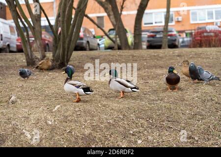 mallard Enten gehen auf trockenem Gras. Vögel im Spätherbst Stockfoto