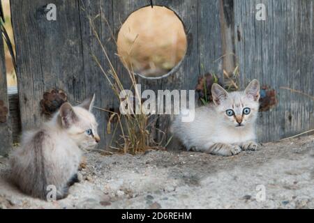 Zwei kleine weiße Katzen mit blauen Augen vor Eine hölzerne Dorftür mit einem typischen Haustierloch Stockfoto