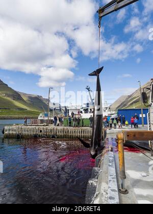 Walfang ( Grindadrap ) Long Finned Pilot Whale (globicephala melas) auf den Färöer Inseln, Hvannasund 2016. Walfang auf den Färöer Inseln ist für subsis Stockfoto