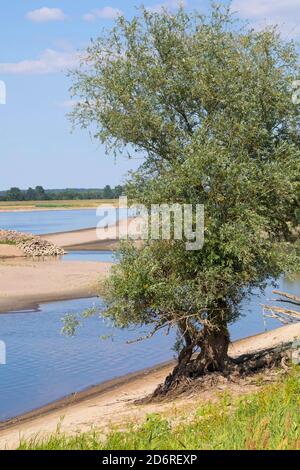 weide, Weide (Salix spec.), Weide am Ufer der Elbe, Deutschland Stockfoto