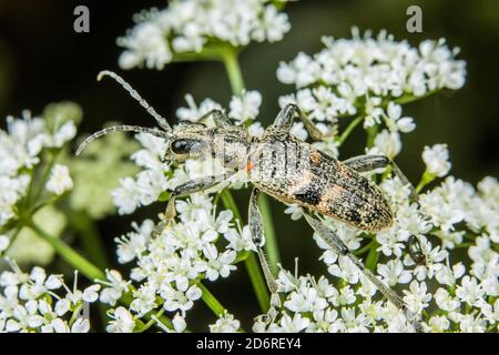 Schwarzfleckiger Zangen-Stützkäfer, Eichenlanghornkäfer (Rhagium mordax), an einem Blütenstand, Deutschland Stockfoto