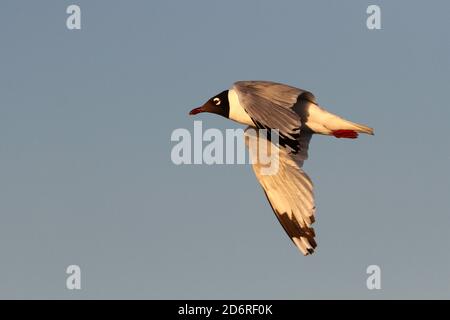 Reliktmöwe (Ichthyaetus relictus, Larus relictus), im Flug erwachsen, Mongolei, Ikhes-See Stockfoto