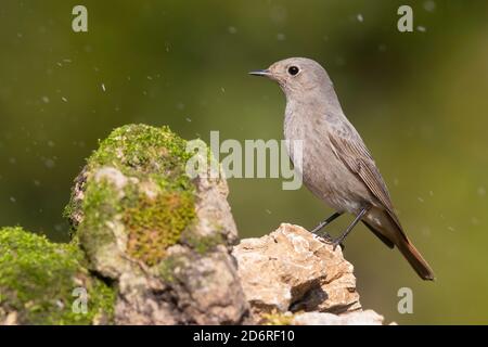 Gibraltar schwarzer Rottanz (Phoenicurus ochruros gibraltariensis, Phoenicurus gibraltariensis), auf einem Felsen unter leichtem Regen, Italien, Kampanien Stockfoto