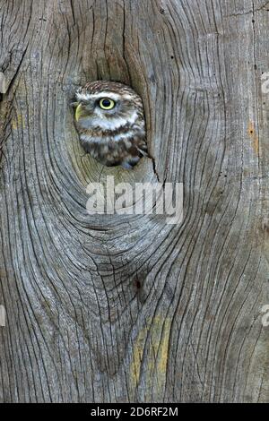 Kleine Eule (Athene noctua), mit Blick auf ein Baumloch, Vereinigtes Königreich, Wales, Pembrokeshire Stockfoto