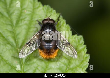 Hummel imitiert Schwebfliege (Volucella bombylans), auf einem Blatt sitzend, Deutschland Stockfoto