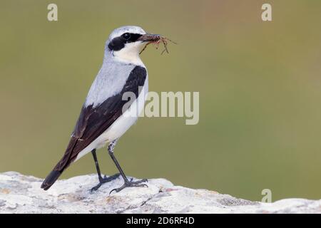 nördliches Weizenröhrchen (Oenanthe oenanthe), erwachsenes Männchen, das eine Spinne im Schnabel trägt, Italien, Kampanien Stockfoto