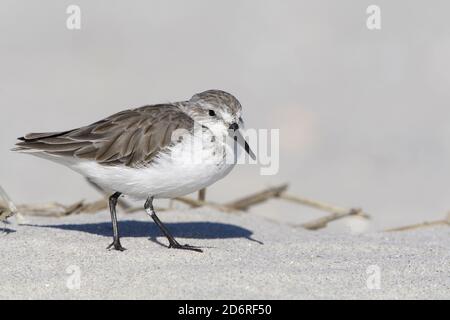 westlicher Sandpiper (Calidris mauri), im Winter erwachsenes Gefieder, das an einem Strand ruht, USA, New Jersey Stockfoto