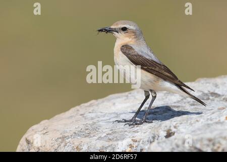 nördliches Weizchen (Oenanthe oenanthe), erwachsenes Weibchen, das eine Beute in seinem Schnabel trägt, Italien, Kampanien Stockfoto