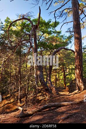 Verkrüppelte Kiefer am roten Sandsteinfelsen Effles im Wald, Deutschland, Nordrhein-Westfalen, Eifel, Nideggen Stockfoto