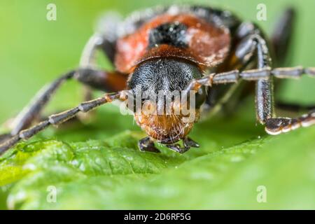 Soldatenkäfer (Cantharis rustica), Porträt, Deutschland Stockfoto