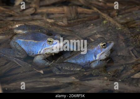 Moorfrosch (Rana arvalis), zwei Rüden mit Hochzeitsfärbung im Laichteich, Deutschland Stockfoto