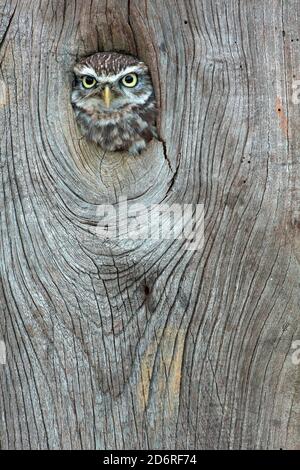 Kleine Eule (Athene noctua), Blick auf ein Baumloch, Vorderansicht, Vereinigtes Königreich, Wales, Pembrokeshire Stockfoto