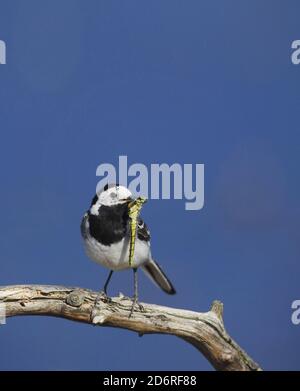 Bachstelze, weiße Bachstelze (Motacilla alba), auf einem Ast mit einer Libelle als Beute im Schnabel, Dänemark Stockfoto