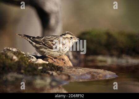 Steinsperling (Passer petronia, Petronia petronia), trinken aus Waldpool, Spanien, Extremadura Stockfoto